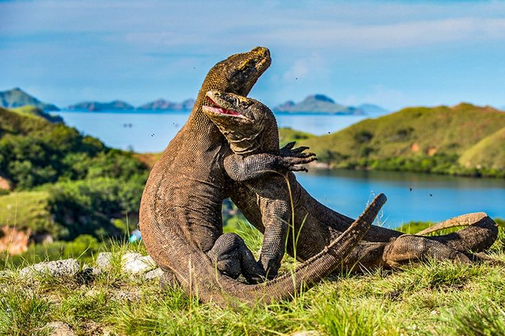 Flores · Komodo Photo Tour